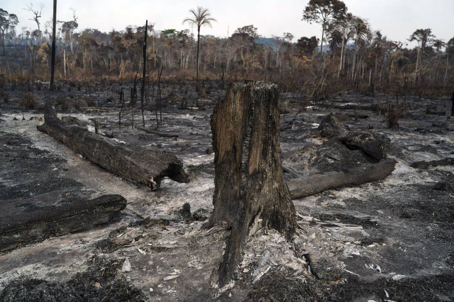 VegetaÃƒÂ§ÃƒÂ£o destruÃƒÂ­da apÃƒÂ³s queimadas em Novo Progresso, na regiÃƒÂ£o amazÃƒÂ´nica.