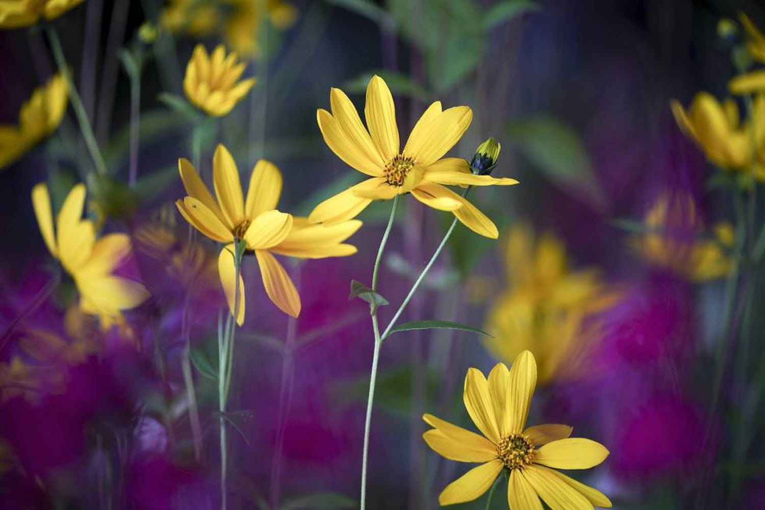 Resultado de imagem para primavera chegou neste dia 23