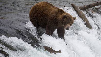 Um urso pesca salmões no Parque Nacional de Katmai (Alasca), em 2018.