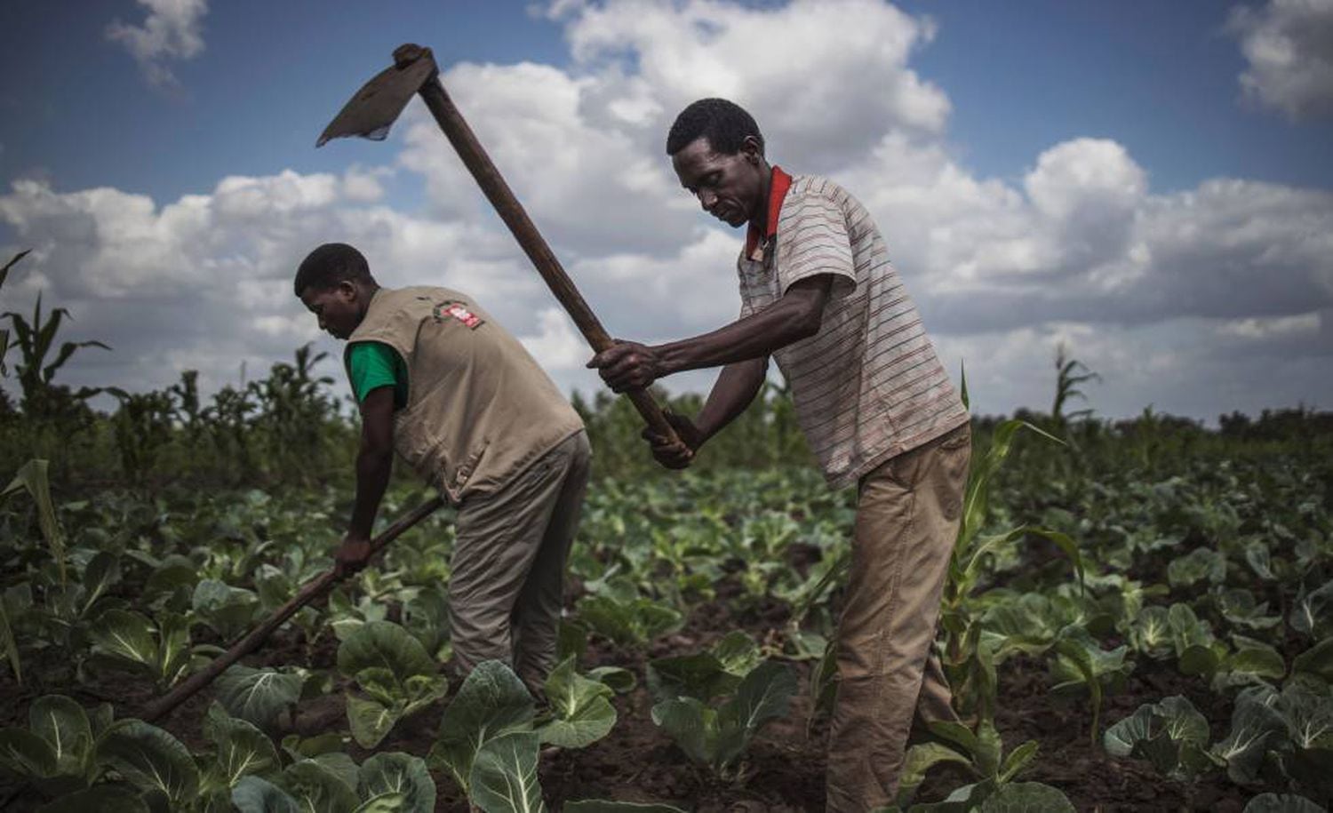 Agricultores em Moçambique em agosto.