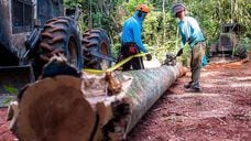 Funcionários em madeireira legal no Mato Grosso.