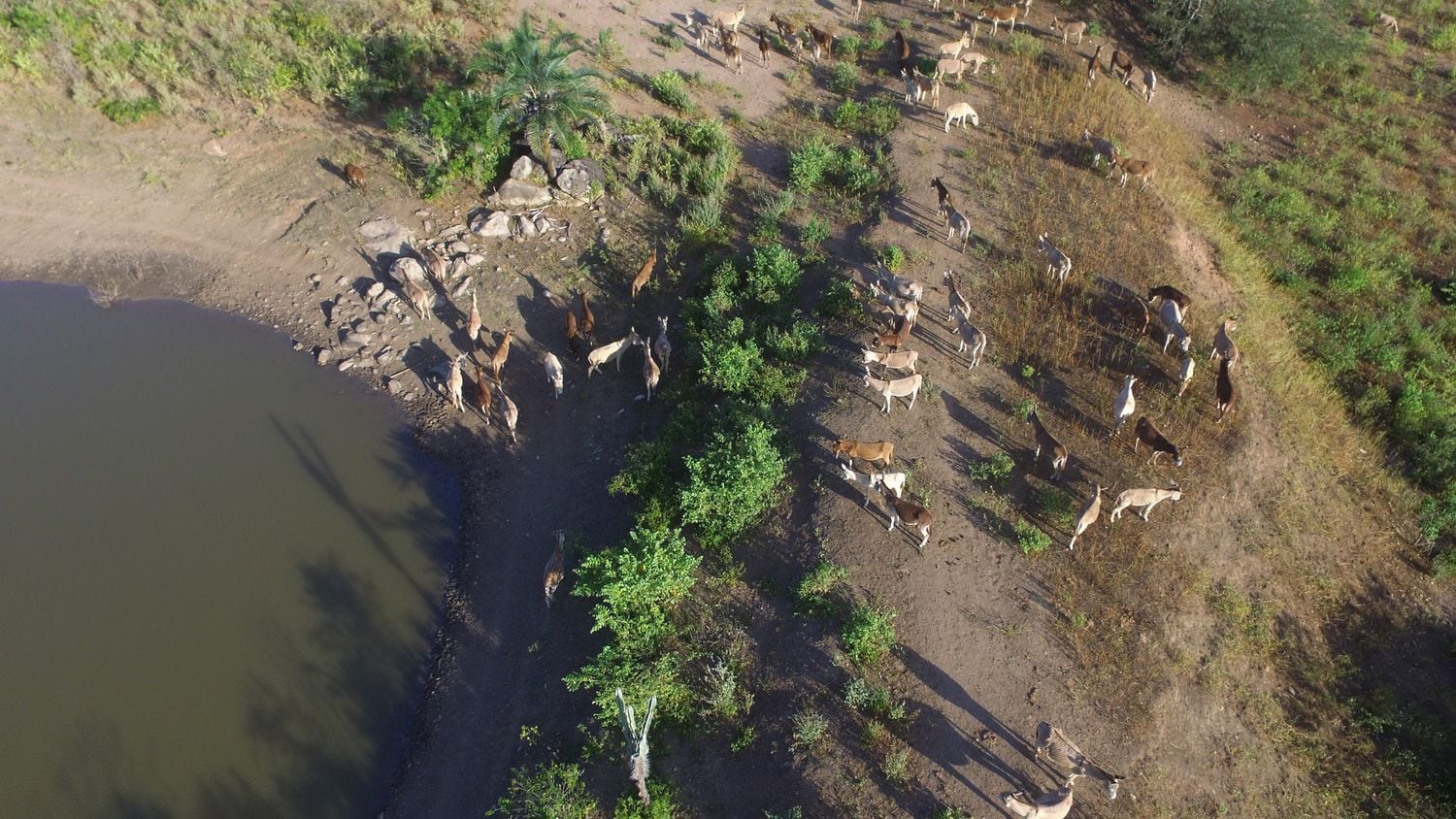 Fazenda Piedade, na zona rural de Euclides da Cunha, onde ficam jumentos separados para o abate.