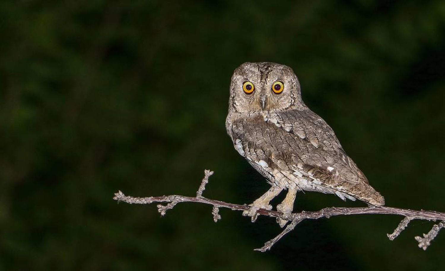 O autillo (na foto, o mocho galego) está entre as aves que anteciparam a colocação dos ovos por causa da mudança.