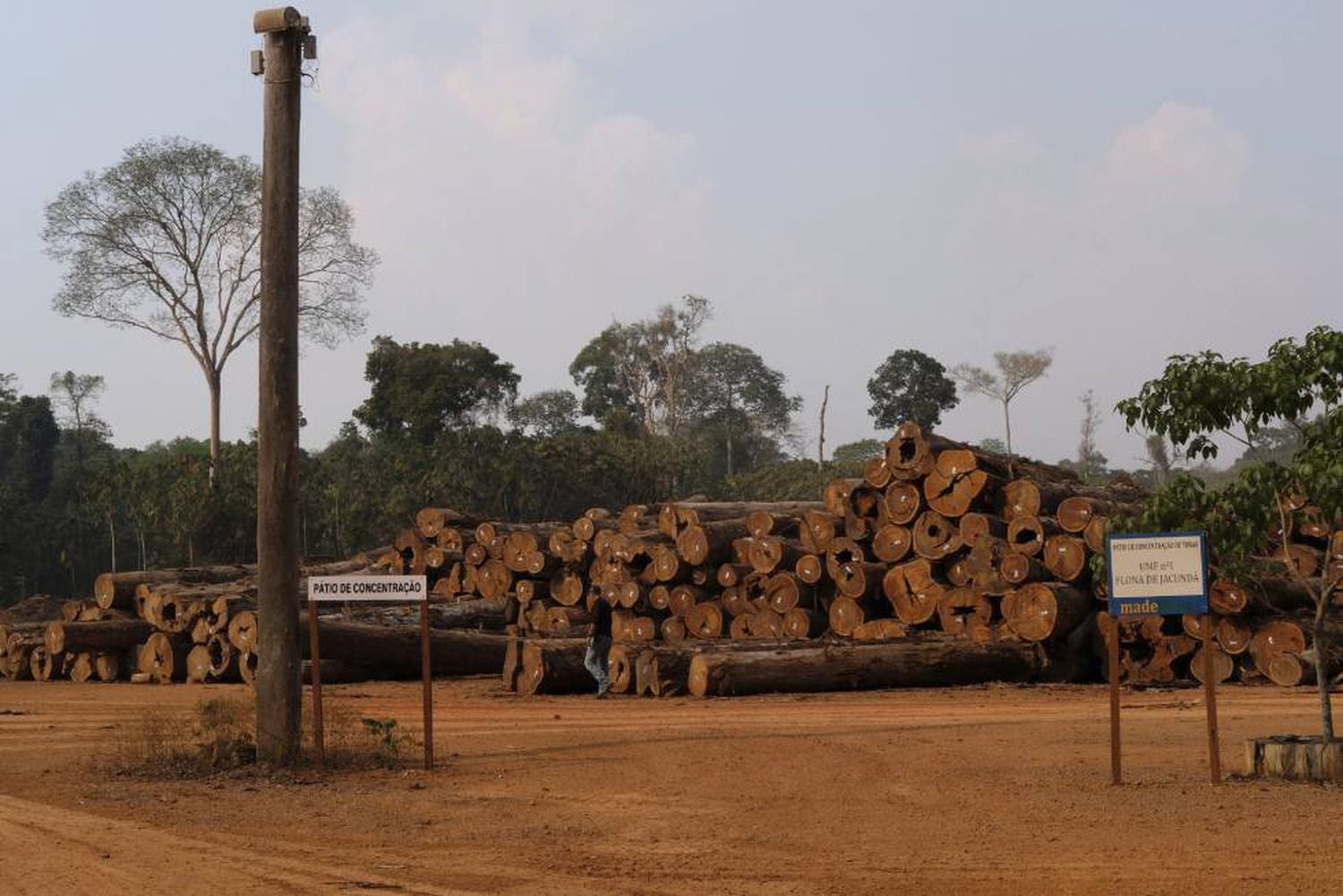 Uma pilha de troncos em uma empresa madeireira na Floresta Nacional de JacundÃ¡, em RondÃ´nia.