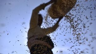 Uma mulher separa grãos de arroz de outros cereais e glumas.